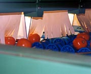 Tomato sorter